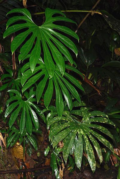 文件:AnthpedatoradiatumFM 06.jpg