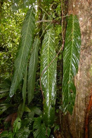 Pictured in Fortuna, Chiriqui (Panama) Image Copyright © 2016 by Bruce Dunstan