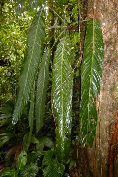 文件:AnthpseudospectabileBD 04.jpg