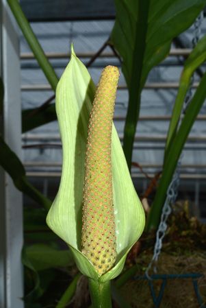 roat 42092 from Ahuachapán/El Salvador, pictured in Royal Botanic Gardens, Kew Image Copyright © 2015 by David Scherberich