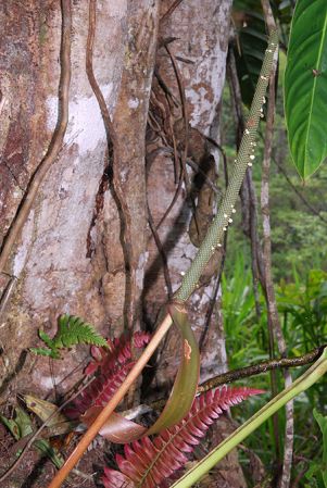 Croat 104574 pictured in Carchi, Ecuador Image Copyright © 2012 by David Scherberich