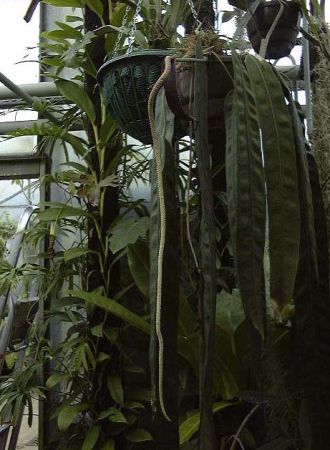 Pictured at the Jardin Botanique du Montet (Nancy, France) Image Copyright © 2003 by David Scherberich