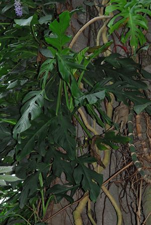 Pictured at the Botanischer Garten Wilhelma (Stuttgart, Germany) Image Copyright © 2013 by David Scherberich