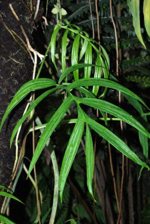 From Peru, pictured at the Jardin Botanique de Lyon (France) Image Copyright © 2011 by David Scherberich