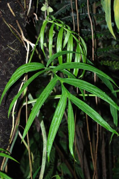 文件:Monssubpinnata 01.jpg