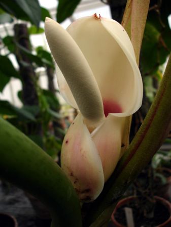 Pictured at the Botanischer Garten und Botanisches Museum Berlin-Dahlem (Germany) Image Copyright © 2006 by David Scherberich