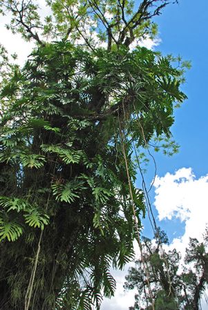 Pictured in Joinville, Brazil Image Copyright © 2017 by Patrick Blanc