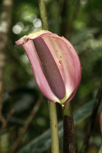 文件:AnthformosumGYG 01.jpg