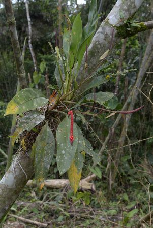 Croat 105664 pictured near Muyuna (Napo, Equador) Image Copyright © 2015 by David Scherberich