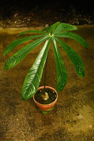 Croat 107040 from Huánuco, Peru, pictured at the Jardin Botanique du Montet (Nancy, France) Image Copyright © 2019 by David Scherberich