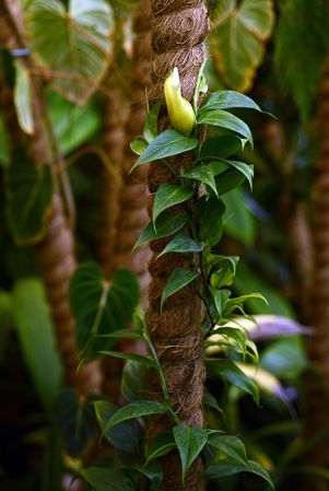 Pictured at the Jardin Botanique de Lyon (France) Image Copyright © 2018 by David Scherberich