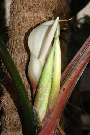 Pictured at the Jardin Botanique de Lyon (France) Image Copyright © 2008 by David Scherberich