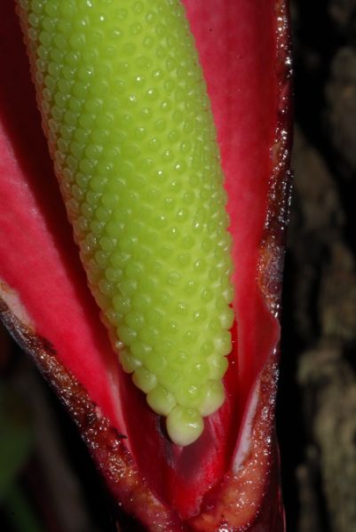 文件:Philogeniculatum 10.jpg
