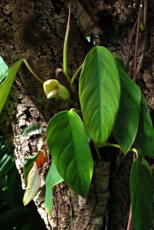 Croat 102968 from Regina, French Guiana Pictured at the Jardin Botanique de Lyon (France) Image Copyright © 2014 by David Scherberich