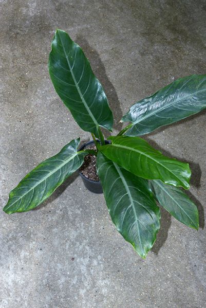文件:Aloclancifolia1979-3522K 01.jpg