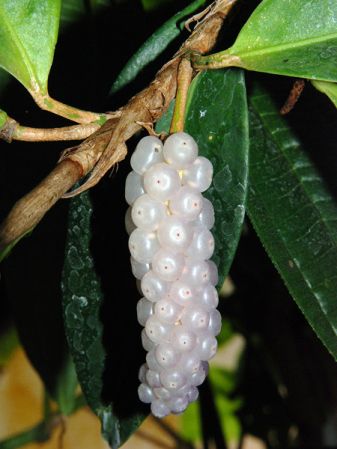 Pictured at the Jardin Botanique de Lyon (France) Image Copyright © 2008 by David Scherberich