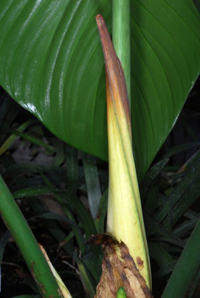 文件:Philoasplundii 13.jpg