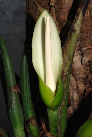 From Sucumbios, Ecuador, pictured at the Jardin Botanique de Lyon (France) Image Copyright © 2014 by David Scherberich