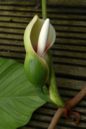 Croat 104044 from Carchi, Ecuador Pictured at the Jardin Botanique de Lyon (France) Image Copyright © 2022 by David Scherberich