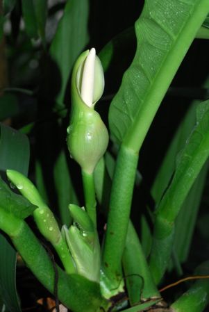 Pictured in the Botanischer Garten der Universitat Göttingen (Germany) Image Copyright © 2011 by David Scherberich