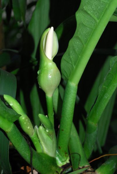 文件:Philocampii 07.jpg