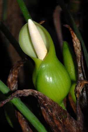 Croat 93670 from Lumbaqui, Sucumbíos/Ecuador Pictured at the Jardin Botanique du Montet (Nancy, France) Image Copyright © 2009 by David Scherberich