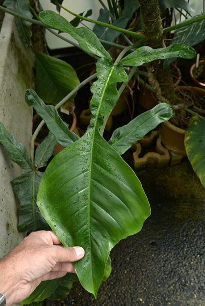 文件:Philojoepii123008NCY 01.jpg