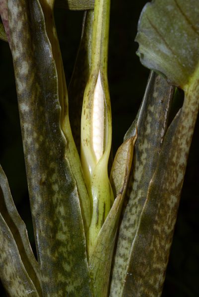 文件:Aloclauterbachiana 03.jpg