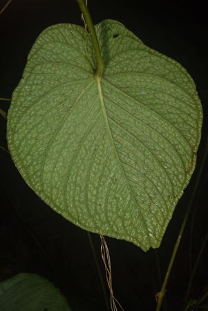 Pictured in Chocó, Colombia Image Copyright © 2020 by Frederic Muller