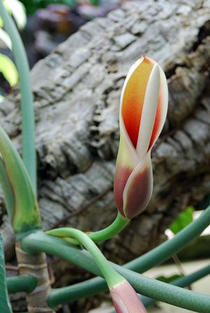From Ecuador, pictured at the Jardin Botanique de Lyon (France) Image Copyright © 2009 by David Scherberich