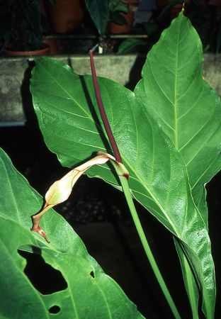 Croat 105917 pictured in Yasuni National Park (Orellana, Ecuador) Image Copyright © 2003 by David Scherberich