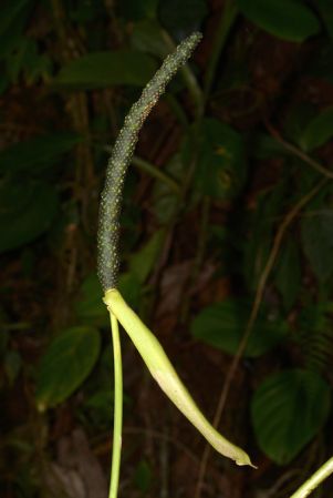 Croat 105494 pictured near El Chaco, Napo (Ecuador) Image Copyright © 2015 by David Scherberich