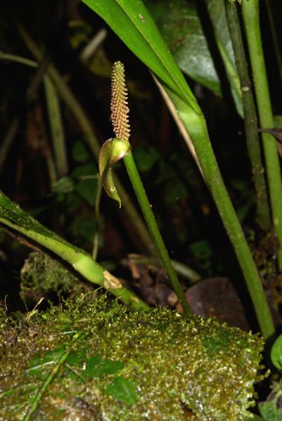 文件:AnthpenningtoniiCroat 02.jpg