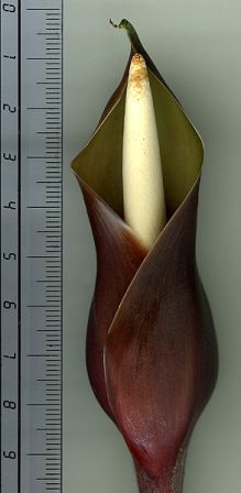 PB03-590 from French Guiana, pictured at the Jardin Botanique de Lyon (France) Image Copyright © 2012 by David Scherberich