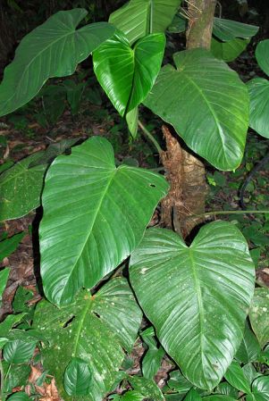 Pictured at the Jardín Botánico San Jorge (Ibagué, Colombia) Image Copyright © 2013 by David Scherberich
