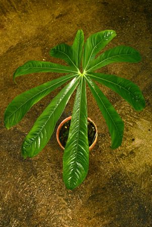 Croat 107040 from Huánuco, Peru, pictured at the Jardin Botanique du Montet (Nancy, France) Image Copyright © 2019 by David Scherberich