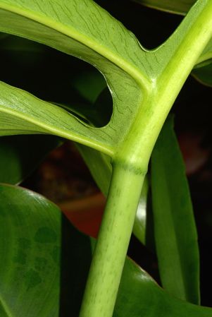 Pictured in the Botanischer Garten München (Germany) Image Copyright © 2016 by David Scherberich
