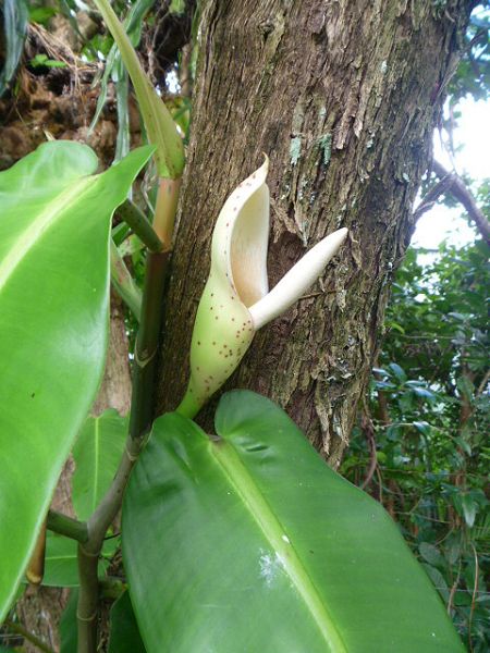 文件:Philocorreae 02.jpg