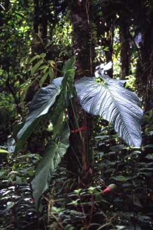 Pictured in Merida, Venezuela Image Copyright © 2003 by Damien Septier