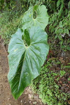 Pictured in Nutibara, Antioquia (Colombia) Image Copyright © 2019 by Bruce Dunstan