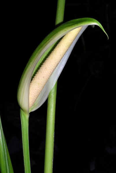 文件:AnthformosumSJ 04.jpg