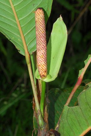 Croat 104097, pictured in Esmeraldas, Ecuador Image Copyright © 2013 by David Scherberich