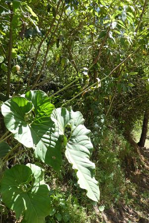 Pictured in Antioquia, Colombia Image Copyright © 2019 by Bruce Dunstan
