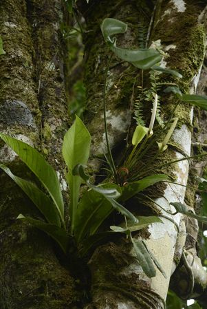 Pictured in Panama Image Copyright © 2020 by Fred Muller