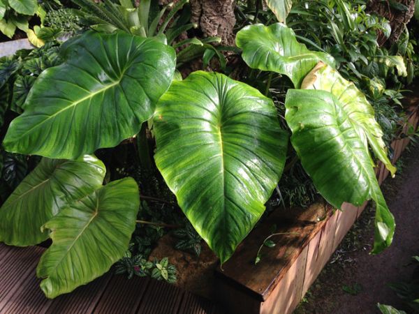 From Ecuador, pictured at the Jardin Botanique de Lyon (France) Image Copyright © 2014 by David Scherberich