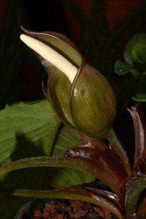 Pictured at the Jardin Botanique de Lyon (France) Image Copyright © 2021 by David Scherberich