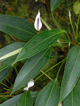 Pictured at the Kyoto Prefectural Botanical Garden (Japan)Image Copyright © 2008 by David Scherberich