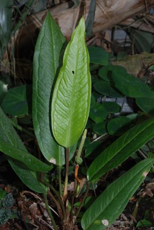 Pictured at the Jardin Botanique de Lyon (France) Image Copyright © 2009 by David Scherberich