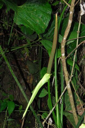 Pictured in Esmeraldas, Ecuador Image Copyright © 2013 by David Scherberich