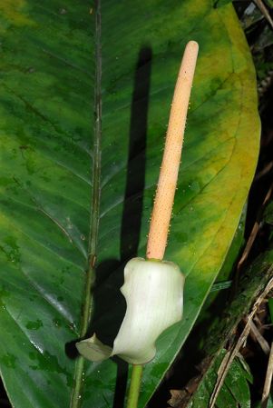Croat 104082, pictured in Carchi, Ecuador Image Copyright © 2013 by David Scherberich